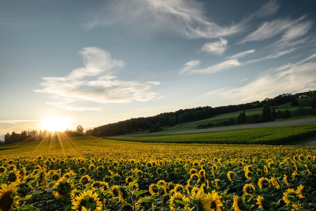 Photo Sunflower field